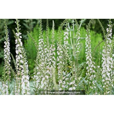 LYSIMACHIA ephemerum - Lysimaque éphémère / Lysimaque à feuilles de saule