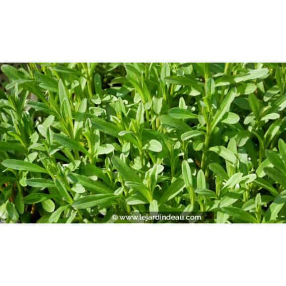 LYSIMACHIA ephemerum - Printemps