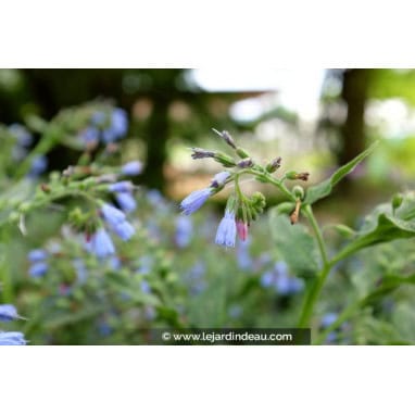 SYMPHYTUM azureum - Consoude bleue