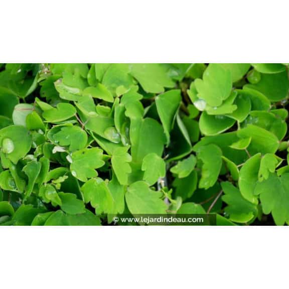 THALICTRUM kiusianum