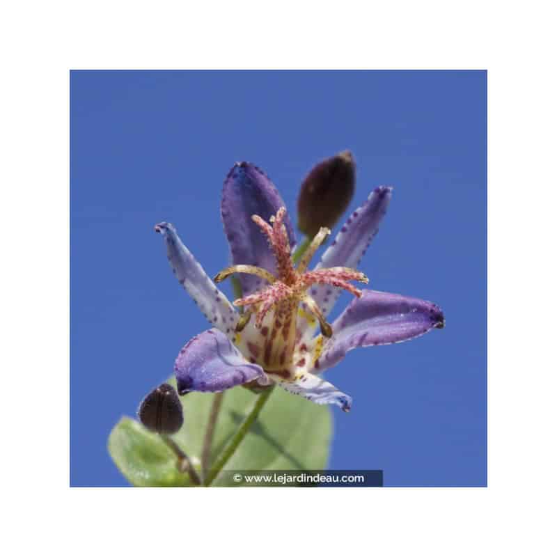 TRICYRTIS 'Hototogisu' TRICYRTIS 'Hototogisu'