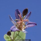 TRICYRTIS 'Hototogisu' TRICYRTIS 'Hototogisu'