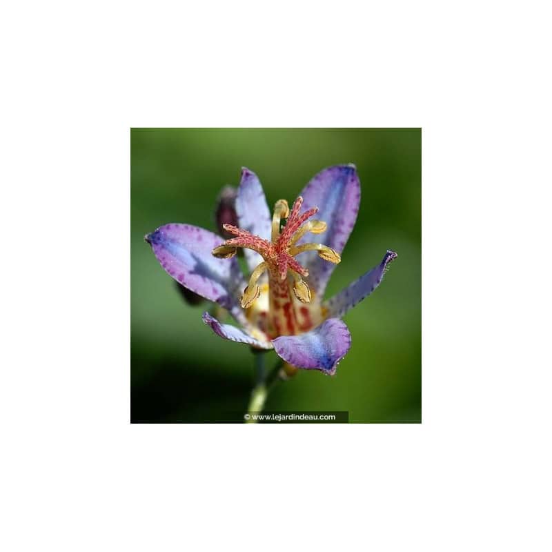 TRICYRTIS 'Hototogisu' TRICYRTIS 'Hototogisu'