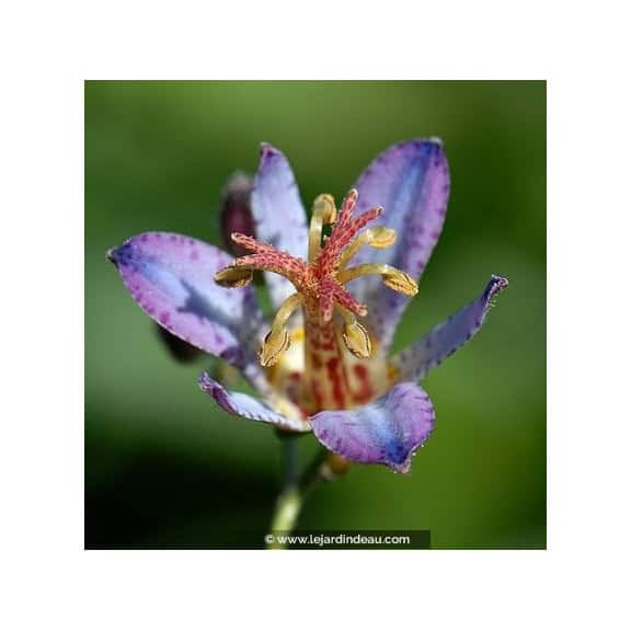 TRICYRTIS 'Hototogisu'