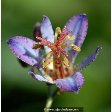 TRICYRTIS \'Hototogisu\' - Lys aux crapaud / Lis au crapaud