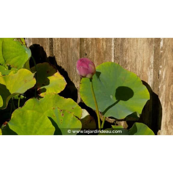 NELUMBO 'Yonsil'