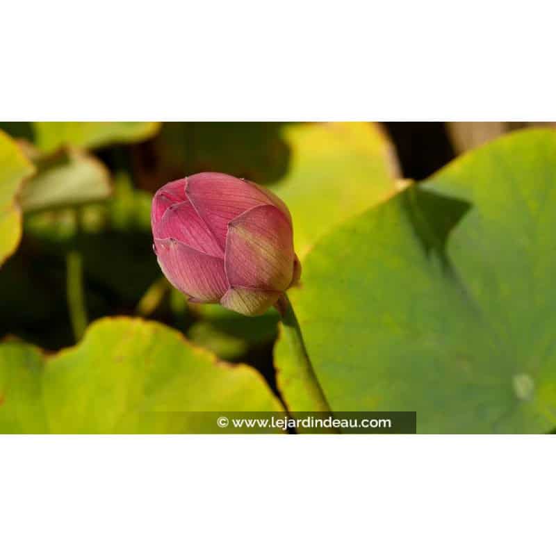 NELUMBO 'Yonsil' NELUMBO 'Yonsil'