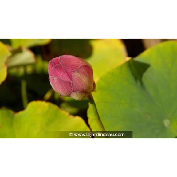 NELUMBO 'Yonsil'