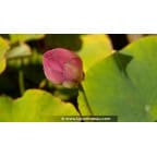 NELUMBO 'Yonsil' NELUMBO 'Yonsil'