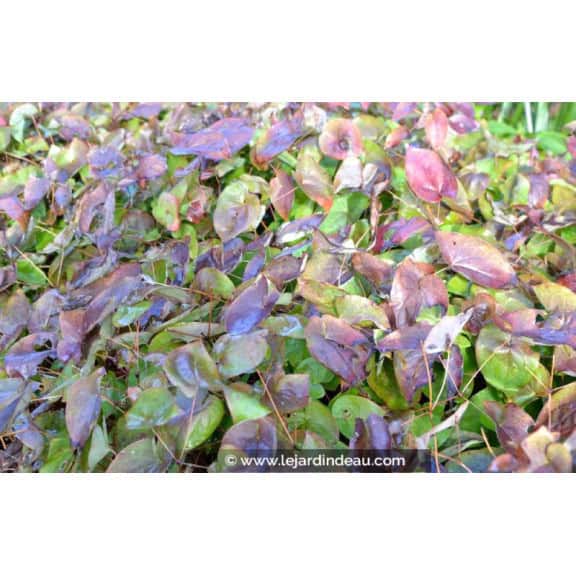 EPIMEDIUM x versicolor 'Sulphureum'
