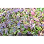 EPIMEDIUM x versicolor 'Sulphureum' EPIMEDIUM x versicolor 'Sulphureum'