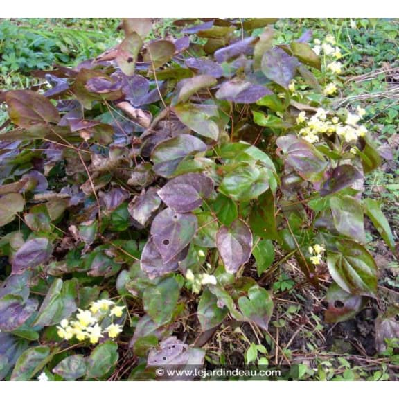 EPIMEDIUM x versicolor 'Sulphureum'