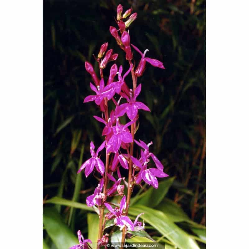 LOBELIA x speciosa 'Tania' LOBELIA x speciosa 'Tania'