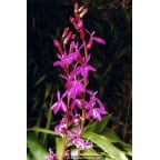 LOBELIA x speciosa 'Tania' LOBELIA x speciosa 'Tania'