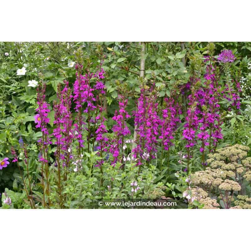 LOBELIA x speciosa 'Tania' LOBELIA x speciosa 'Tania'