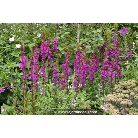 LOBELIA x speciosa 'Tania'