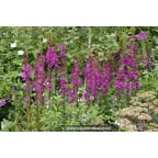 LOBELIA x speciosa 'Tania' LOBELIA x speciosa 'Tania'