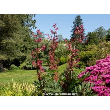 RHEUM palmatum - Rhubarbe de Chine