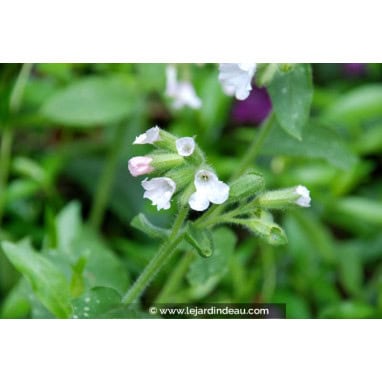 PULMONARIA saccharata \'Sissinghurst White\' - Pulmonaire