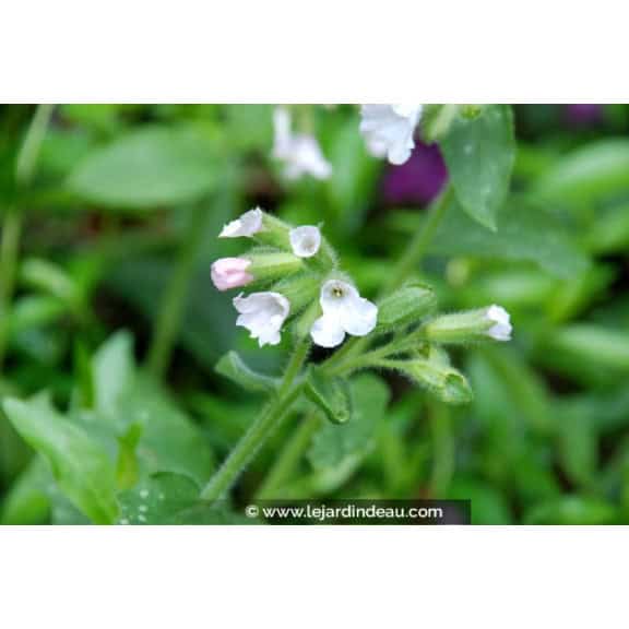 PULMONARIA saccharata 'Sissinghurst White' - Printemps