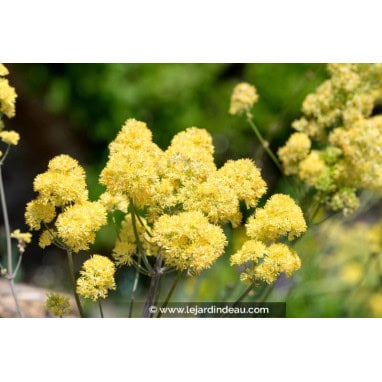 THALICTRUM flavum - Pigamon