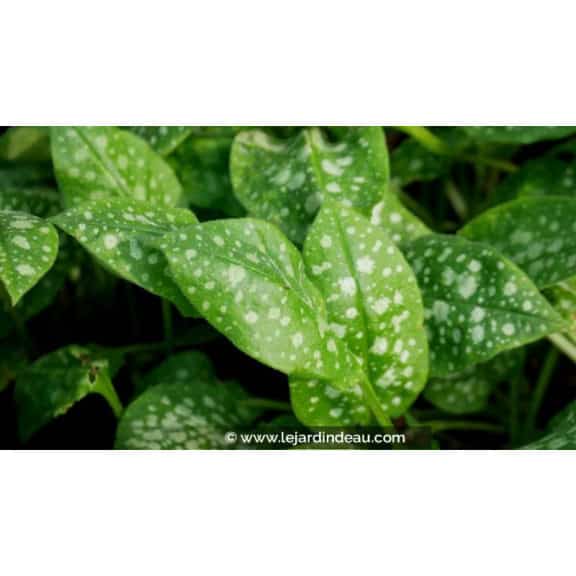 PULMONARIA saccharata 'Sissinghurst White'