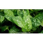 PULMONARIA saccharata 'Sissinghurst White' PULMONARIA saccharata 'Sissinghurst White'
