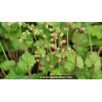 TELLIMA grandiflora 'Forest Frost' - Printemps TELLIMA grandiflora 'Forest Frost' - Printemps
