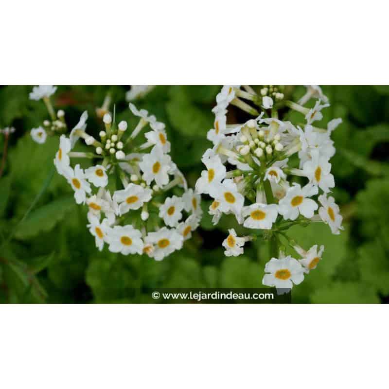 PRIMULA japonica 'Alba'