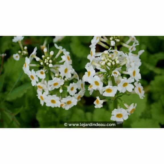 PRIMULA japonica 'Alba'