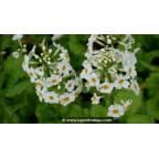 PRIMULA japonica 'Alba'