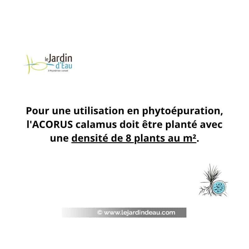 ACORUS calamus : 8 plants au m² en phytoépuration ACORUS calamus : 8 plants au m² en phytoépuration