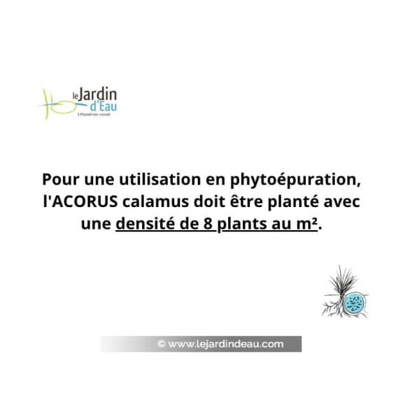 ACORUS calamus : 8 plants au m&sup2; en phyto&eacute;puration