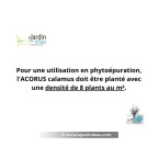 ACORUS calamus : 8 plants au m² en phytoépuration ACORUS calamus : 8 plants au m² en phytoépuration