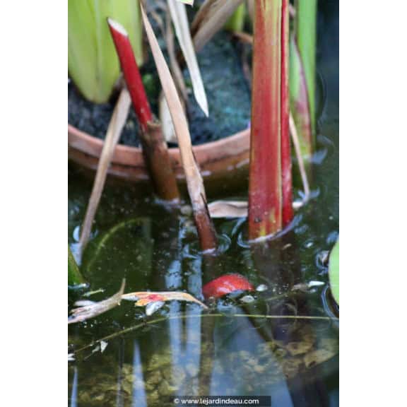 THALIA geniculata 'Red Stem'