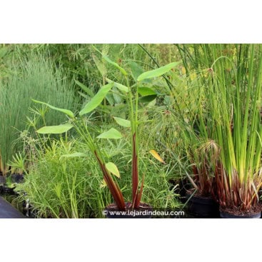 THALIA geniculata \'Red Stem\' - Thalie géniculée à tiges rouges