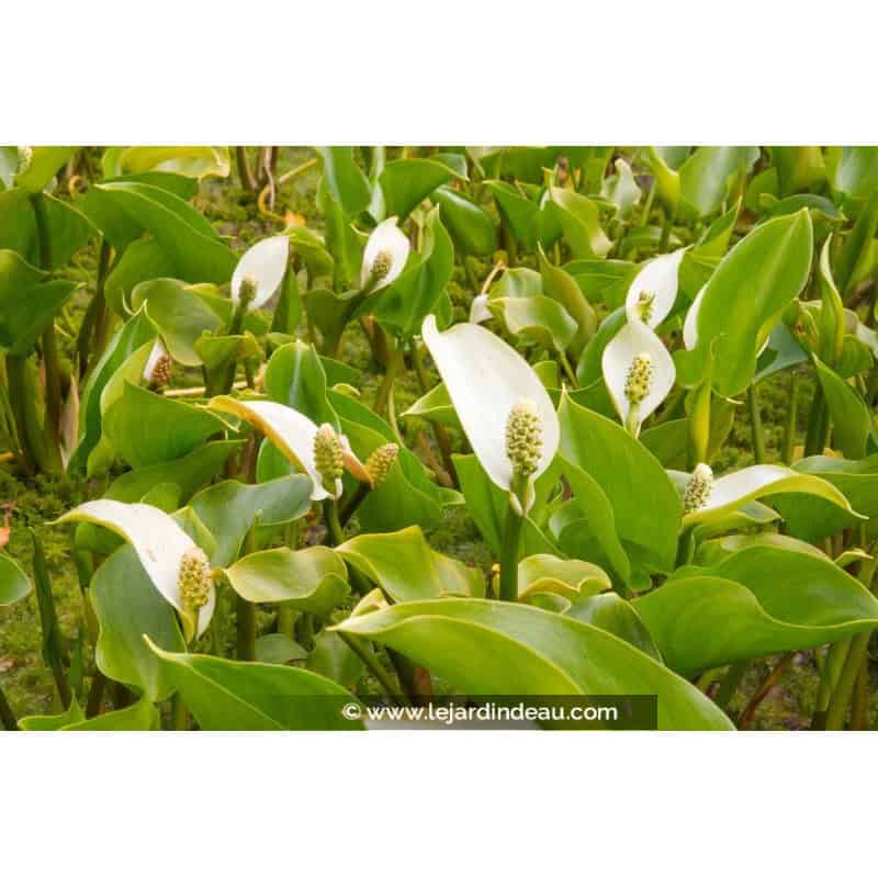 CALLA palustris CALLA palustris