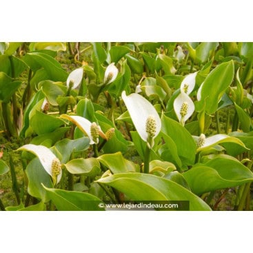 CALLA palustris - Arum des marais