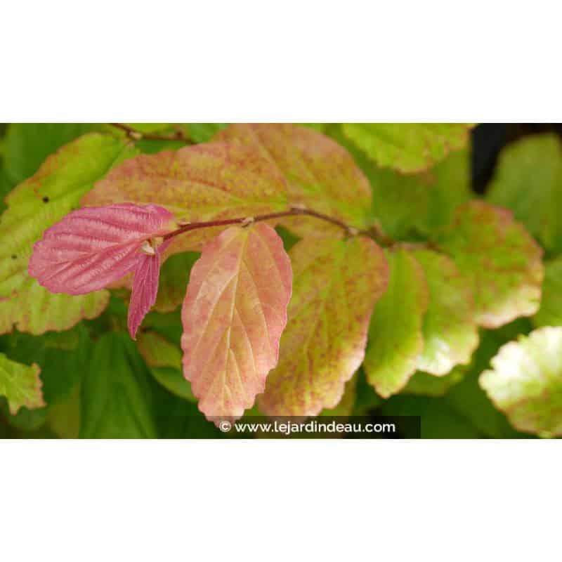 PARROTIA persica 'Bella' - Printemps PARROTIA persica 'Bella' - Printemps