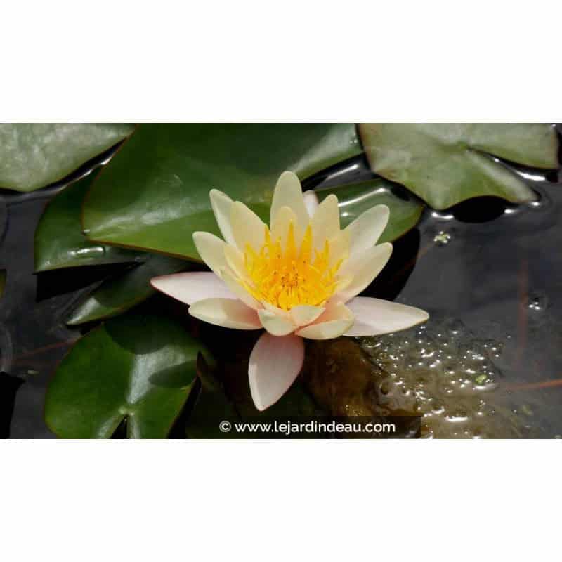 NYMPHAEA 'Paul Hariot' - Printemps NYMPHAEA 'Paul Hariot' - Printemps