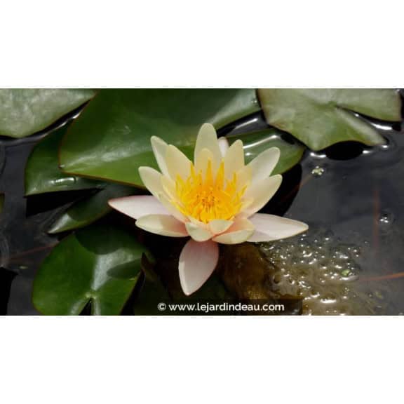 NYMPHAEA 'Paul Hariot' - Printemps