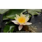 NYMPHAEA 'Paul Hariot' - Printemps NYMPHAEA 'Paul Hariot' - Printemps