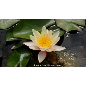 NYMPHAEA \'Paul Hariot\' - Nénuphar