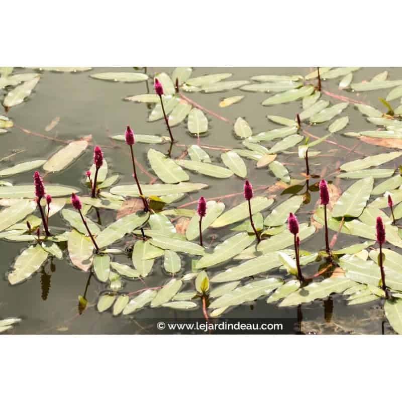 PERSICARIA amphibia PERSICARIA amphibia