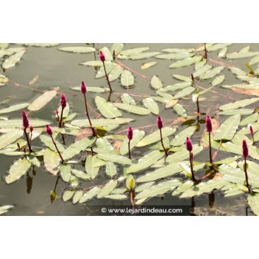 PERSICARIA amphibia - Renouée amphibie