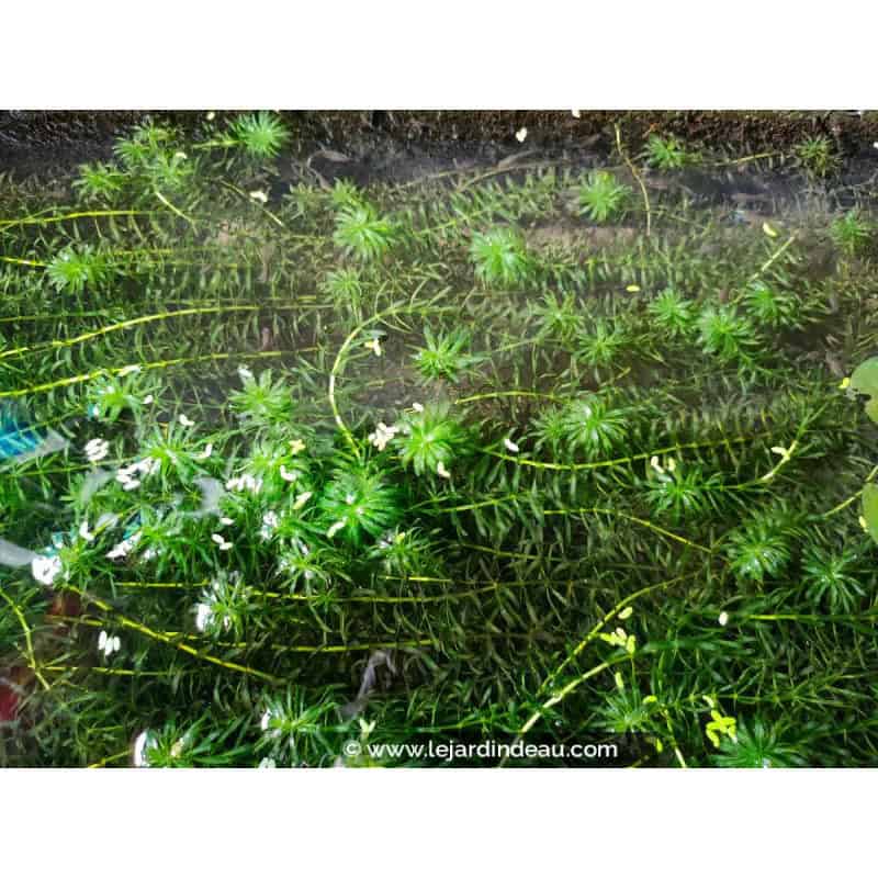 EGERIA densa EGERIA densa