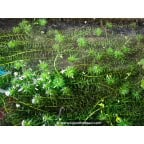 EGERIA densa EGERIA densa