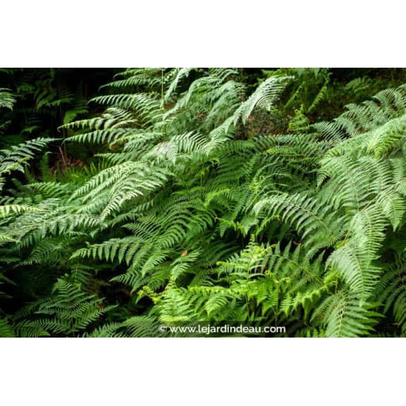 THELYPTERIS palustris