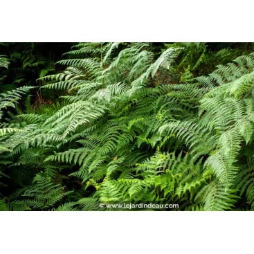 THELYPTERIS palustris - Foug&egrave;re des Marais /  Sumpffarn /  Marsh Fern