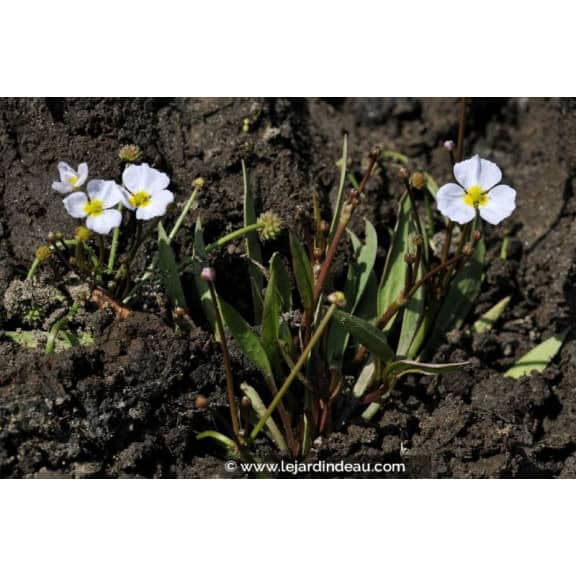 BALDELLIA ranunculoides